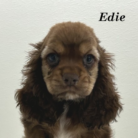 puppy, for, sale, Cocker Spaniel, Joe & Cherri  Overlease, dog, breeder, Miller, MO, dog-breeder, puppy-for-sale, forsale, nearby, find, puppyfind, locator, puppylocator, aca